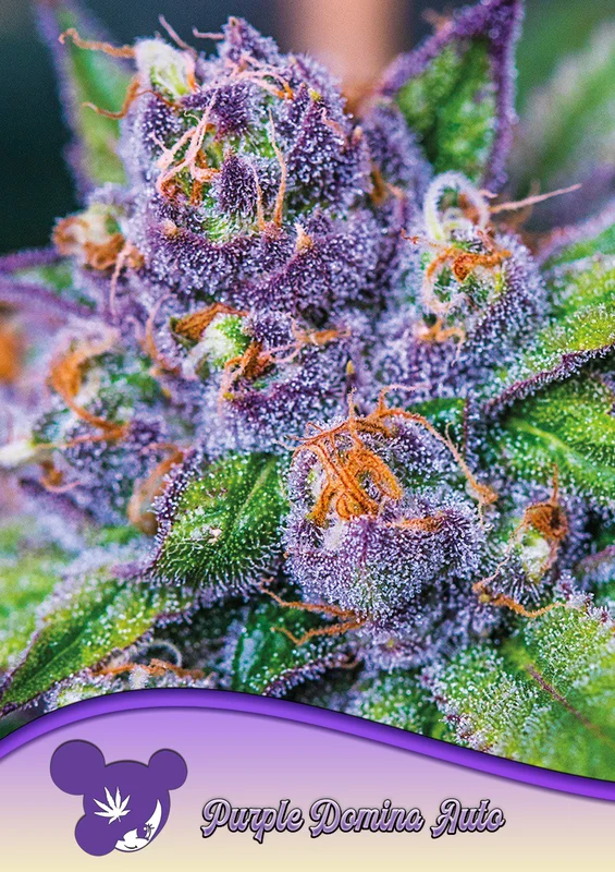 Purple Domina van Anesia Seeds