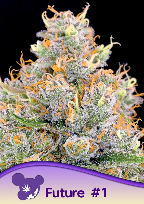 Future #1 van Anesia Seeds