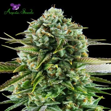 Pink Starburst van Anesia Seeds