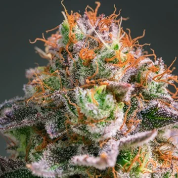 Apricot Oreoz van Anesia Seeds