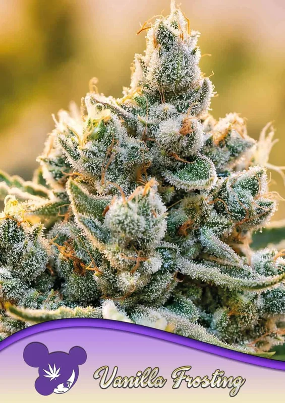 Vanilla Frosting van Anesia Seeds