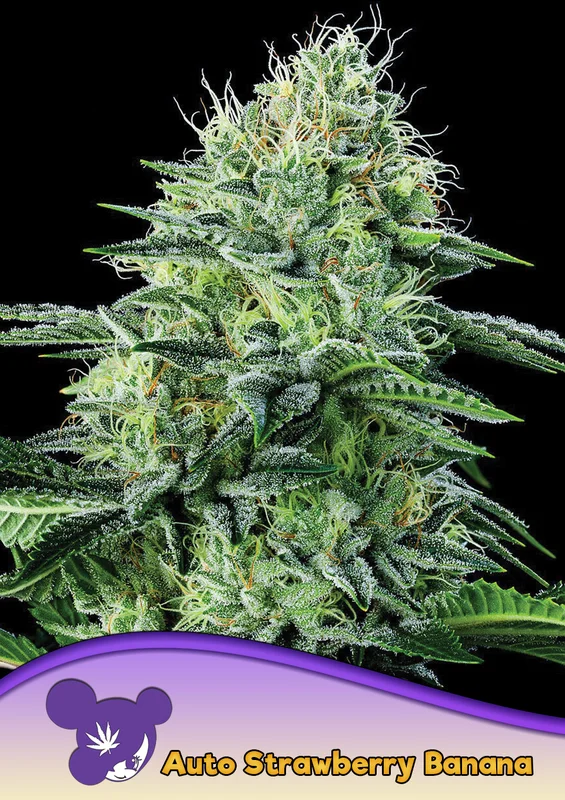 Strawberry Banana van Anesia Seeds