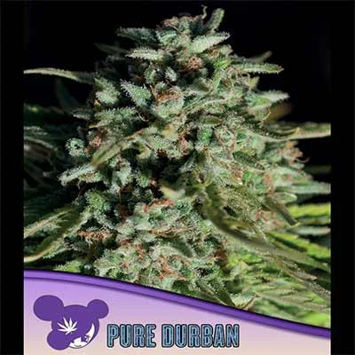 Pure Durban van Anesia Seeds