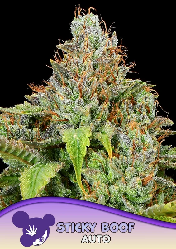 Sticky Boof van Anesia Seeds