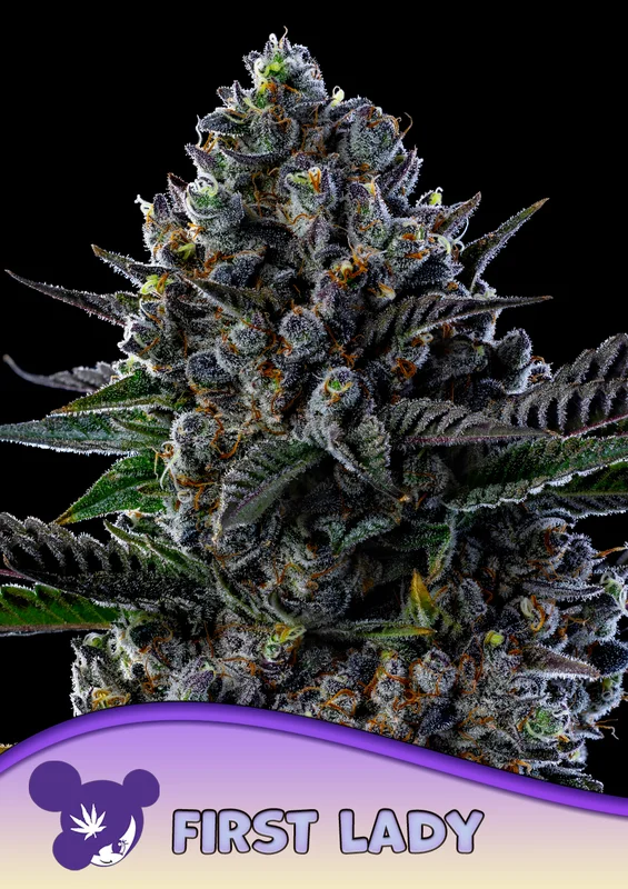First Lady van Anesia Seeds