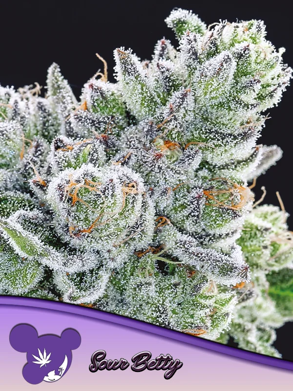 Sour Betty van Anesia Seeds