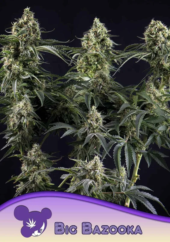Big Bazooka van Anesia Seeds