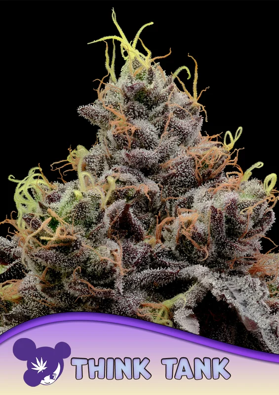 Think Tank van Anesia Seeds