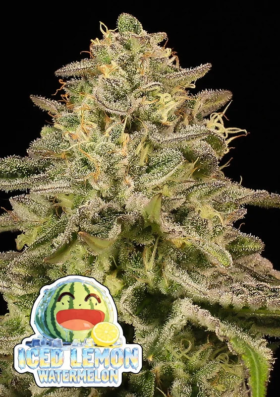 Iced Lemon Watermelon van Anesia Seeds