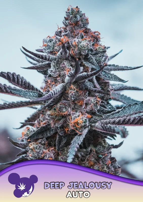 Deep Jealousy van Anesia Seeds