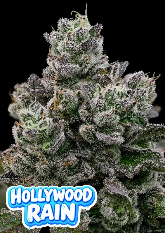 Hollywood Rain van Anesia Seeds