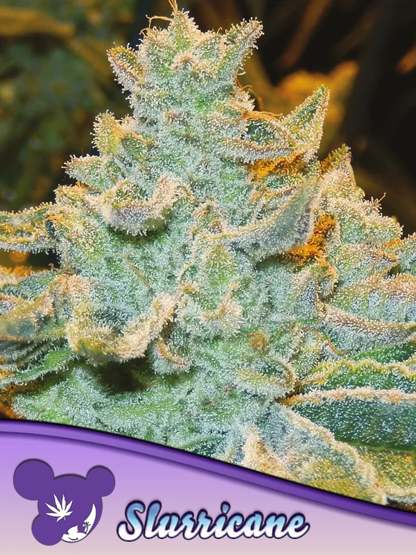 Slurricane van Anesia Seeds