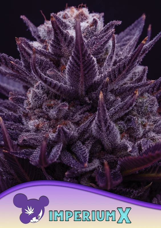 IMPERIUM X van Anesia Seeds