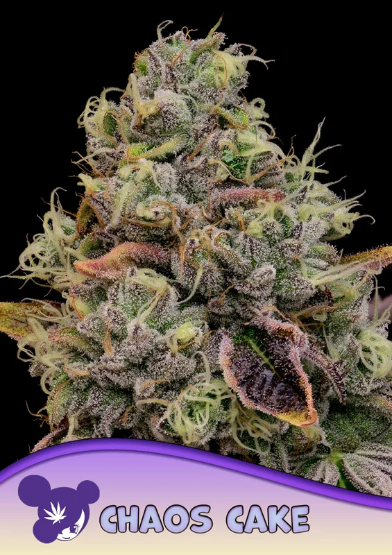 Chaos Cake van Anesia Seeds