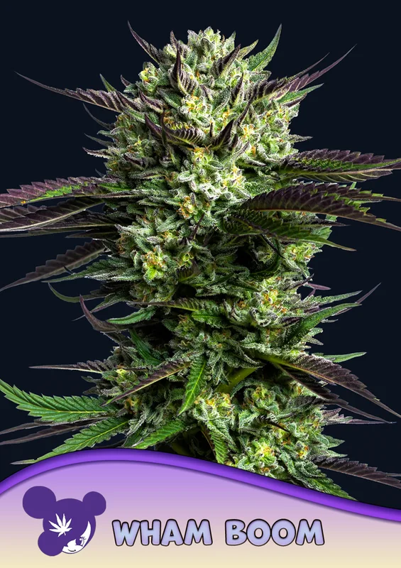 Wham Boom van Anesia Seeds