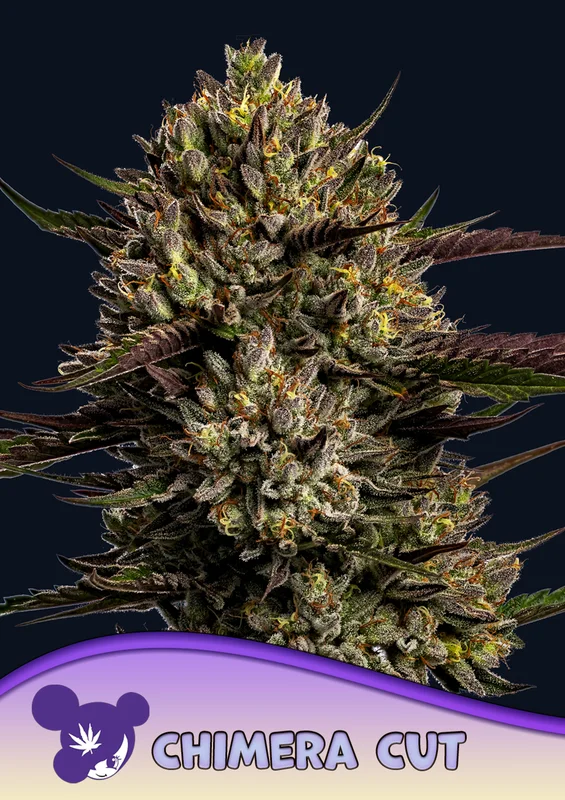 Chimera Cut van Anesia Seeds