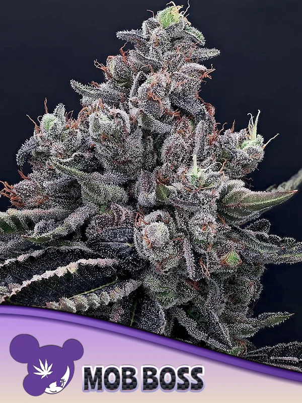 Mob Boss van Anesia Seeds