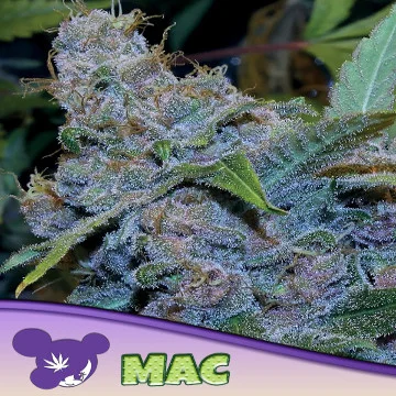 MAC van Anesia Seeds