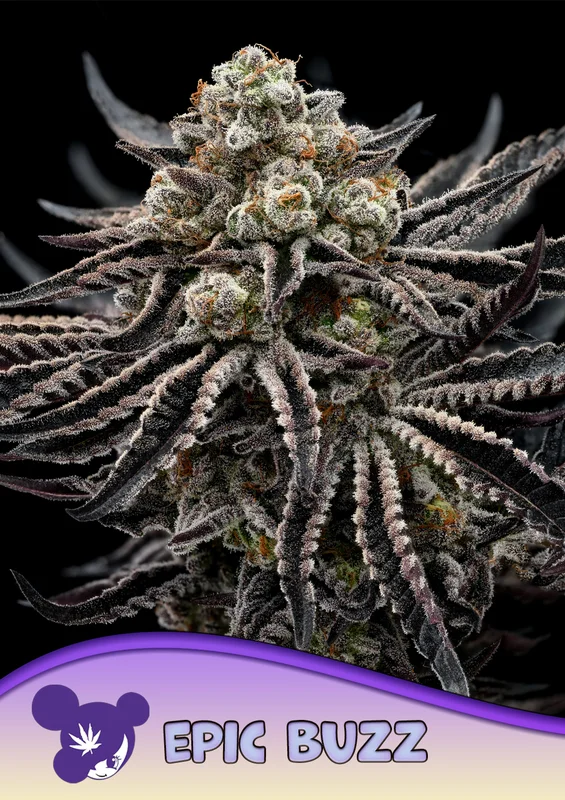 Epic Buzz van Anesia Seeds