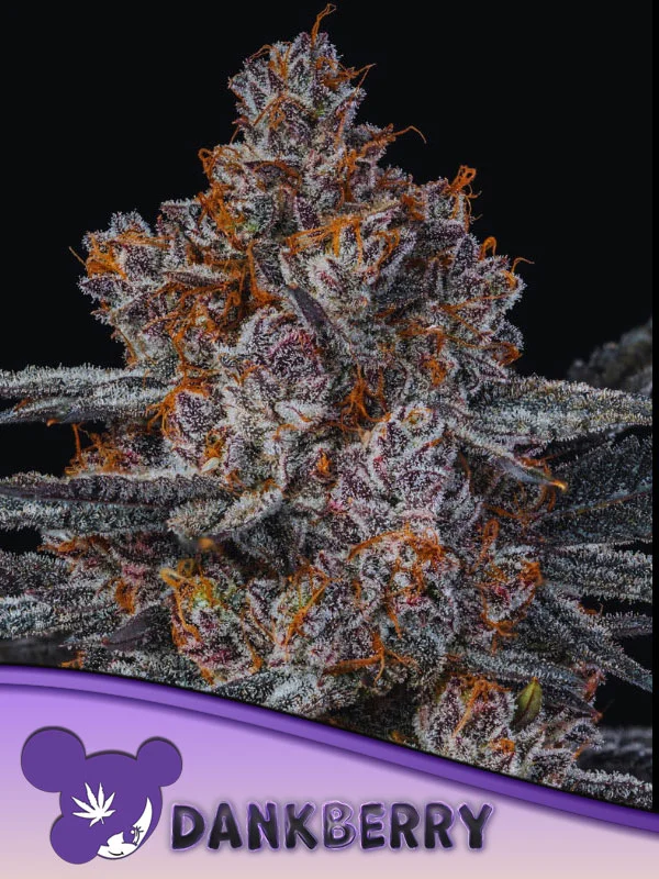 Dankberry van Anesia Seeds
