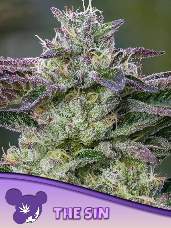 The Sin van Anesia Seeds