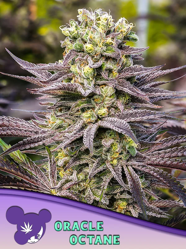 Oracle Octane van Anesia Seeds
