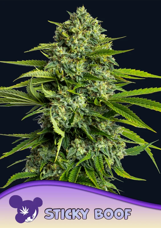 Sticky Boof van Anesia Seeds