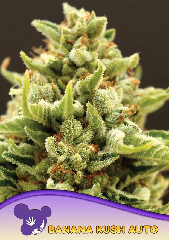 Banana Kush van Anesia Seeds