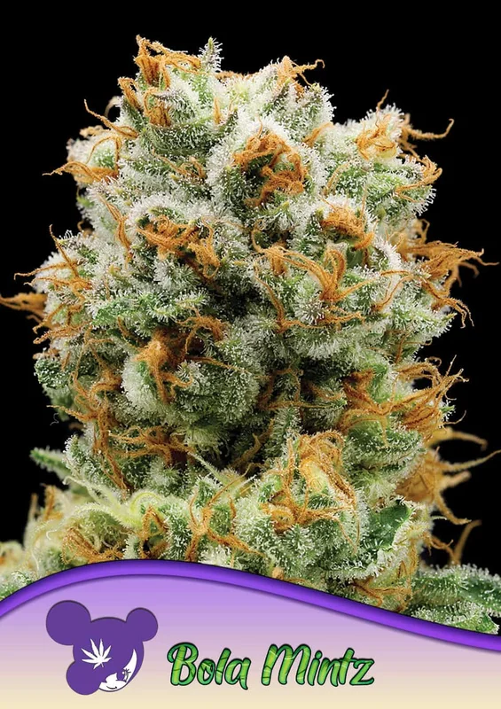 Bola Mintz van Anesia Seeds