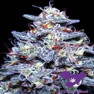 Hyper Glue van Anesia Seeds