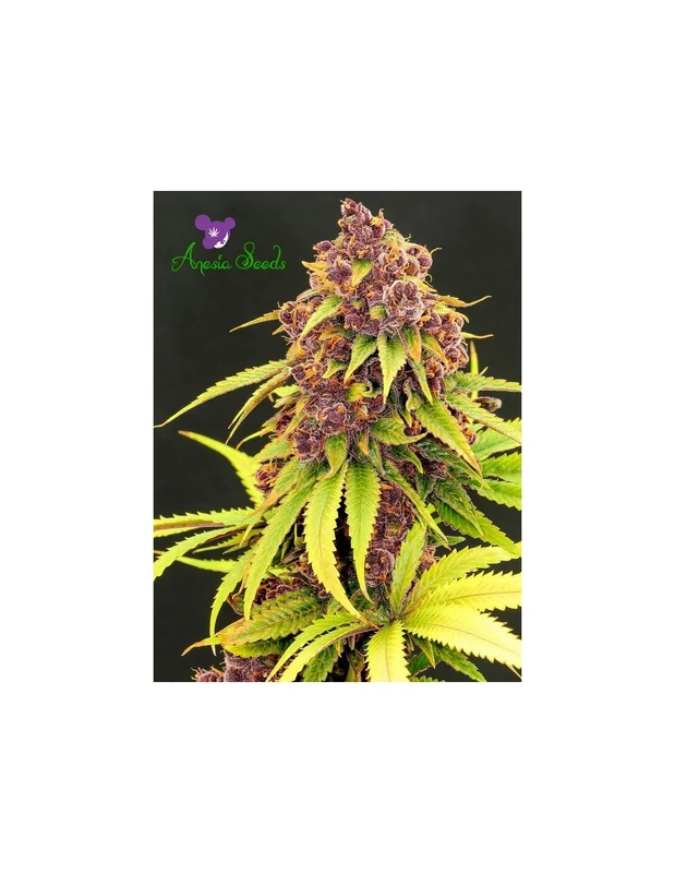 Purps OG van Anesia Seeds