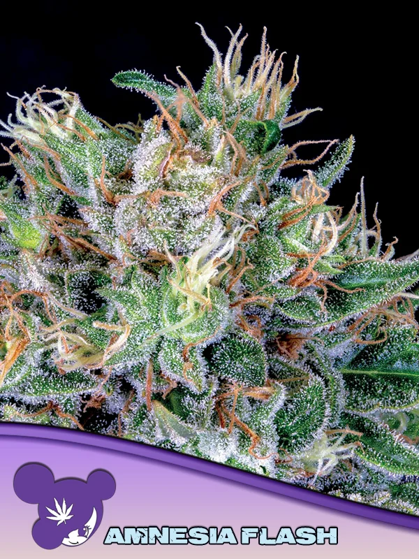 Amnesia Flash van Anesia Seeds