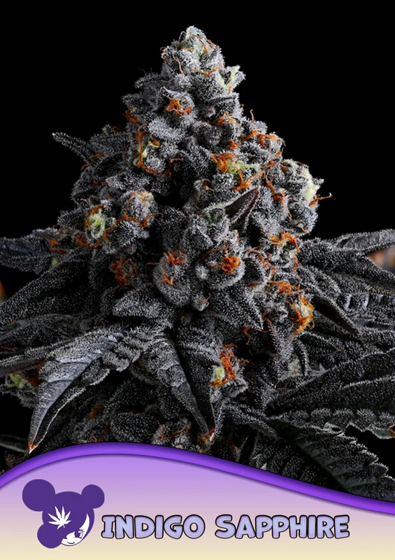 Indigo Sapphire van Anesia Seeds