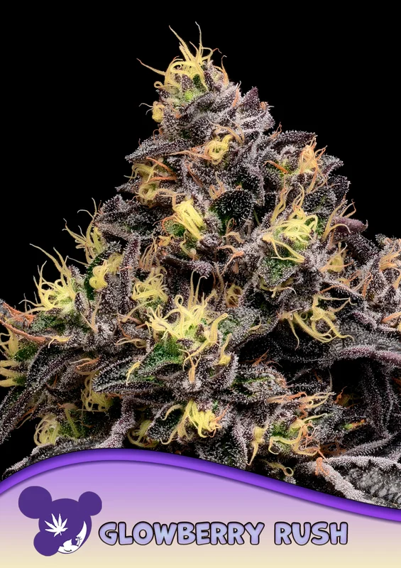 Glowberry Rush van Anesia Seeds