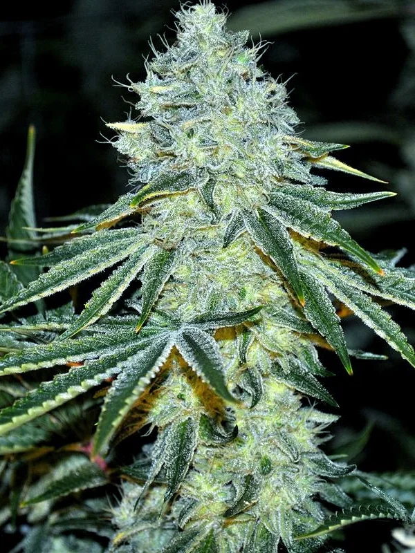 MAC van Anesia Seeds