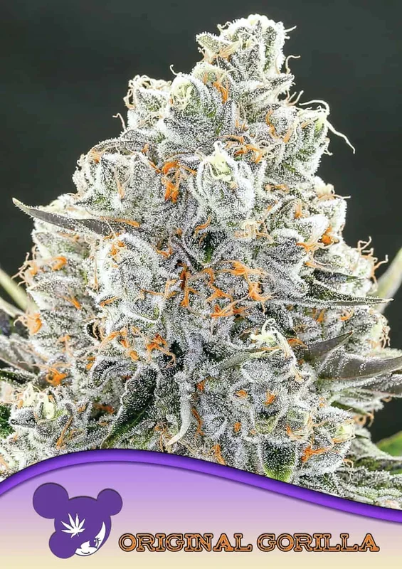 Original Gorilla # 4 van Anesia Seeds