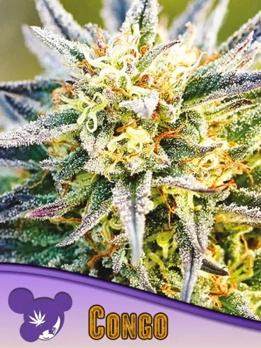 Congo van Anesia Seeds