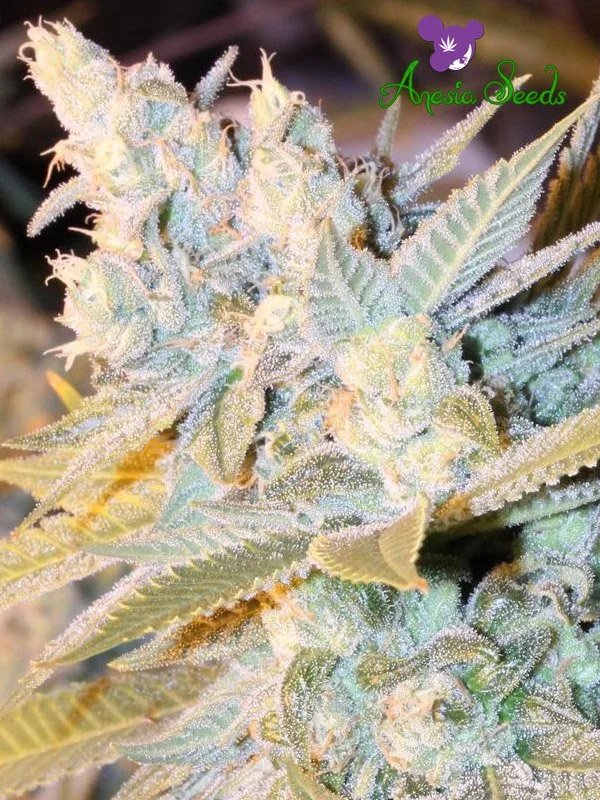 Triple Cheese van Anesia Seeds