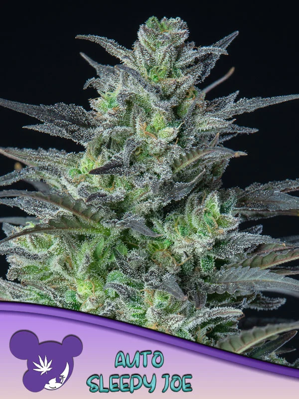Sleepy Joe van Anesia Seeds