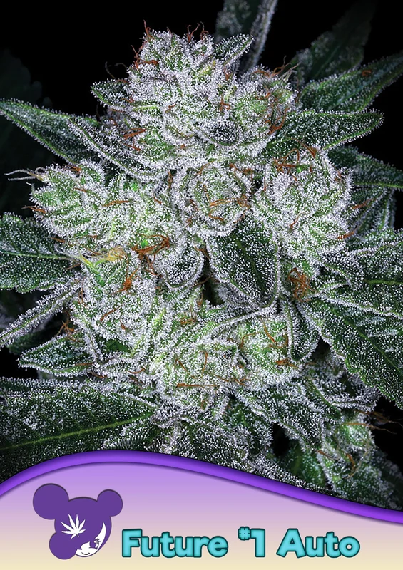 Future #1 van Anesia Seeds