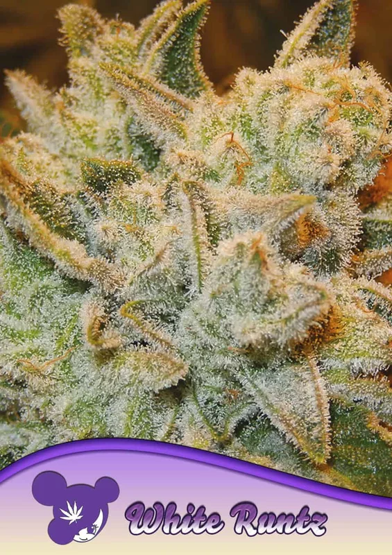 White Runtz van Anesia Seeds