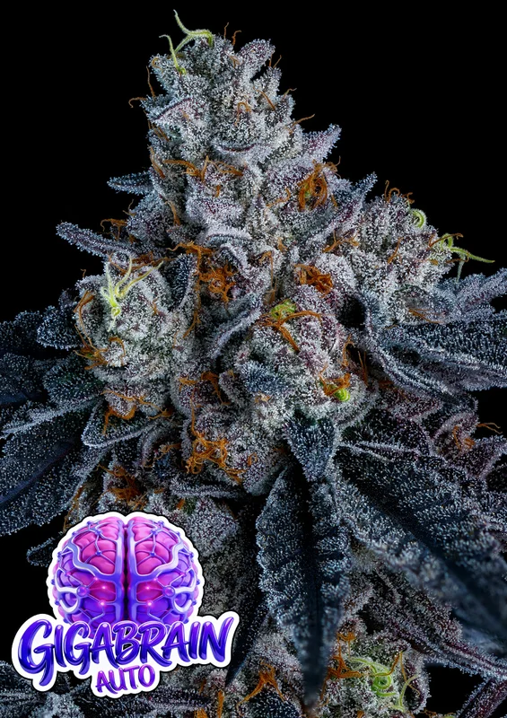 Giga Brain van Anesia Seeds