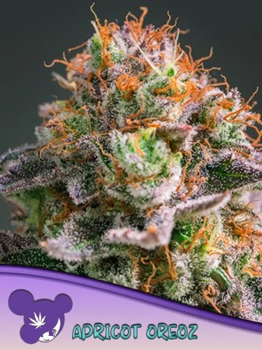 Apricot Oreoz van Anesia Seeds