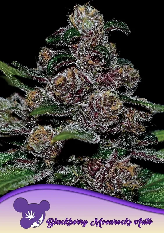 Blackberry Moonrocks van Anesia Seeds