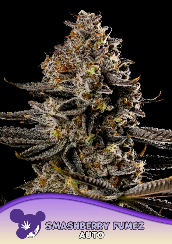 Smashberry Fumez van Anesia Seeds