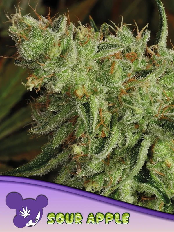 Sour Apple van Anesia Seeds