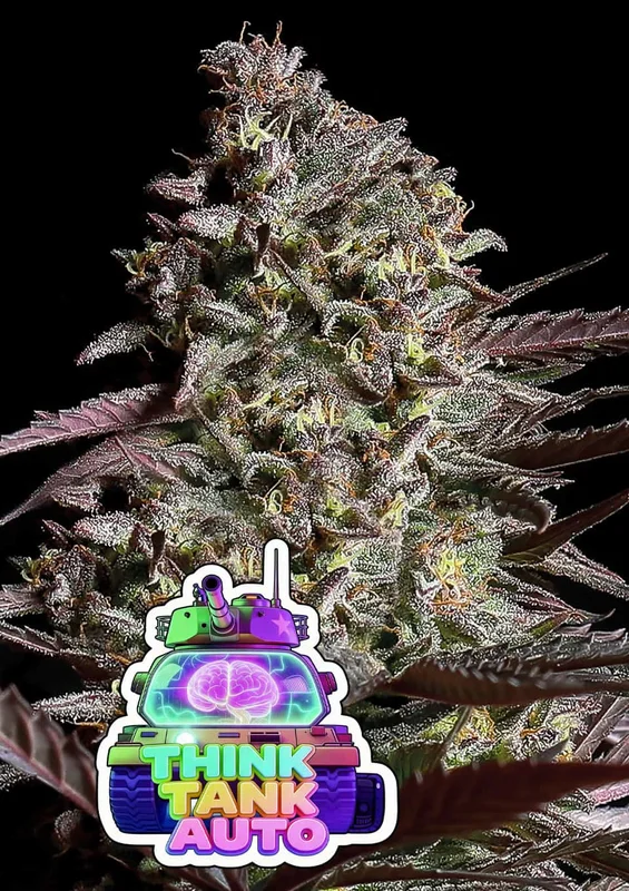 Think Tank van Anesia Seeds