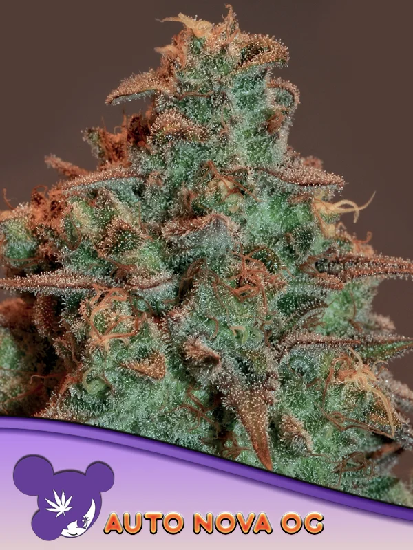 Nova OG van Anesia Seeds