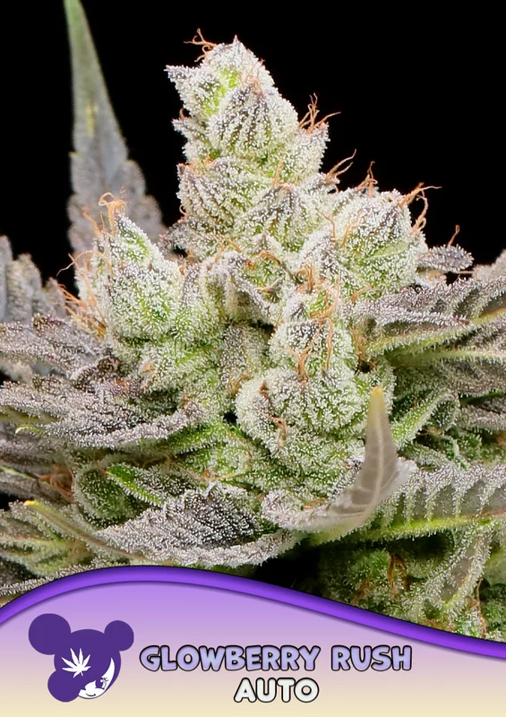 Glowberry Rush van Anesia Seeds