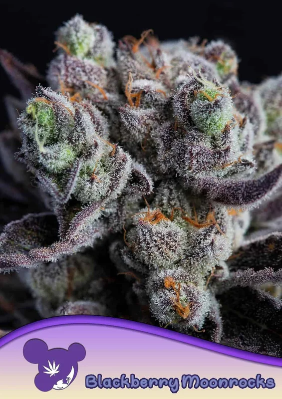 Blackberry Moonrocks van Anesia Seeds